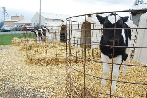 dairy cows